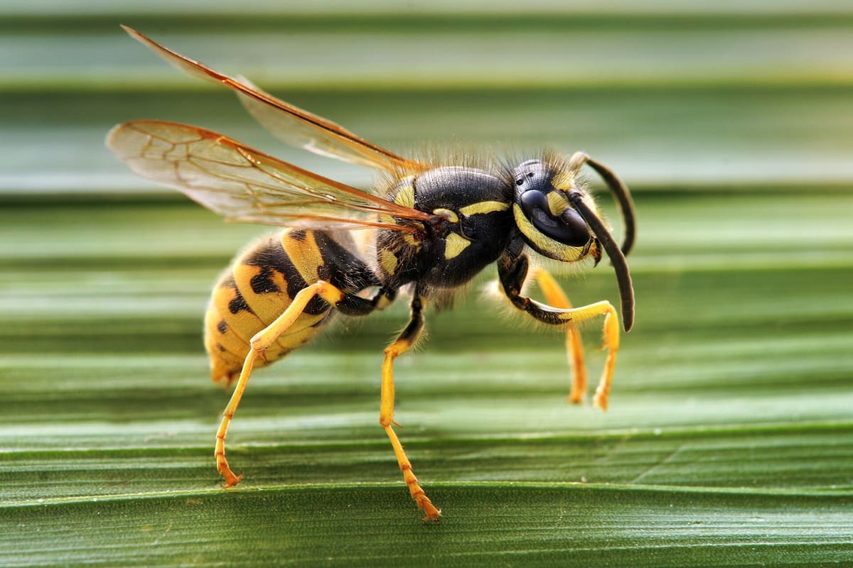 Guêpe germanique (Vespula germanica) rayée jaune et noir, vue de profil