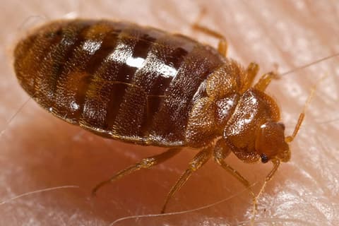 Punaise de lit adulte (Cimex lectularius), corps brun-rouge aplati, en gros plan