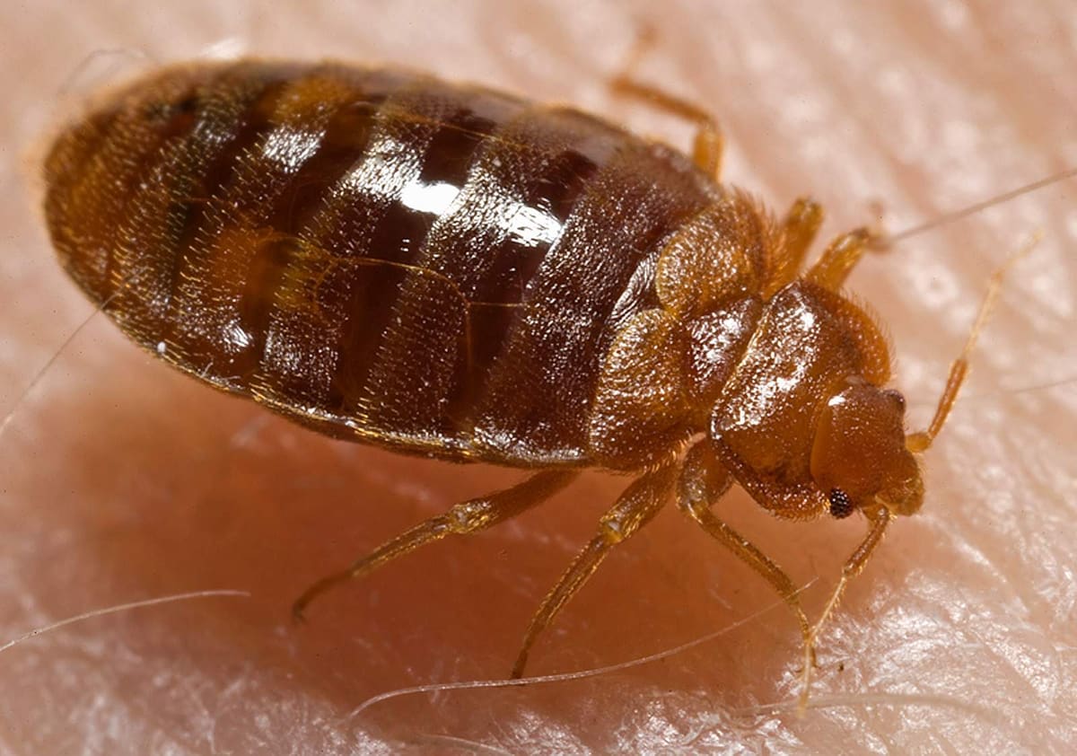 Punaise de lit adulte (Cimex lectularius), corps brun-rouge aplati, en gros plan