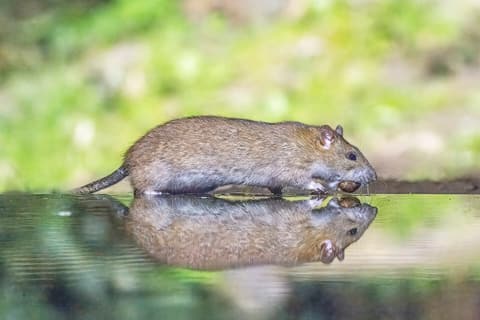Rat surmulot (Rattus norvegicus) au bord de l’eau, vu de profil