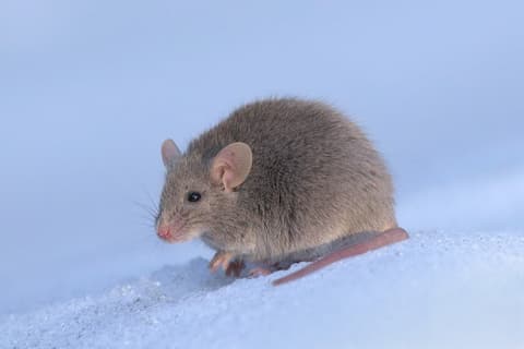 Souris domestique (Mus musculus), pelage gris-brun et grandes oreilles